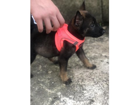 Yuvalarına Gitmeye Hazır Belçika Kurdu