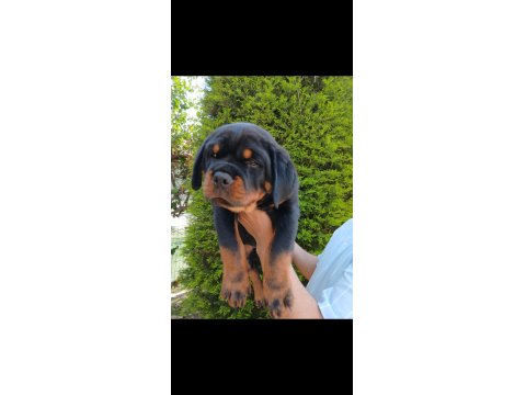 Şampiyon Rottweiler Köpeği Yavrularımız