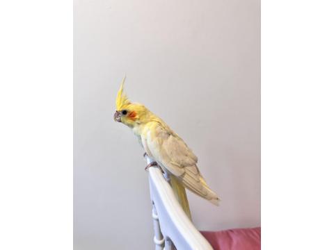 Sultan Papağanı Sahiplendirilecektir