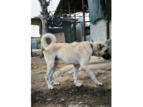 Orjinal Üst Düzey Kaliteli Kangal