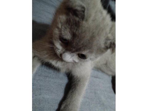 Scottish Fold 4 Aylık Dişi Yavrumuz