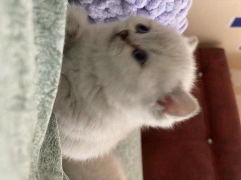 Safkan British Shorthair Yavrularımız