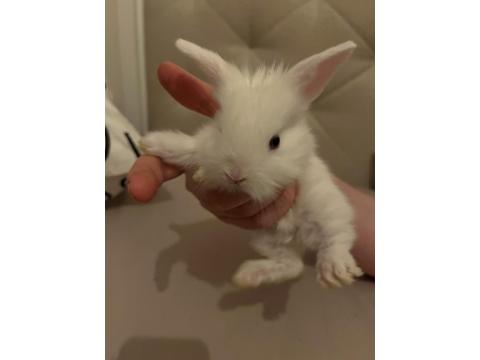 Hollanda Lop Tavşan