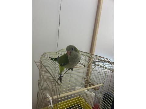 1.5 Aylık Full Evcil Oyuncu Ele Gelen Monk Papağanı