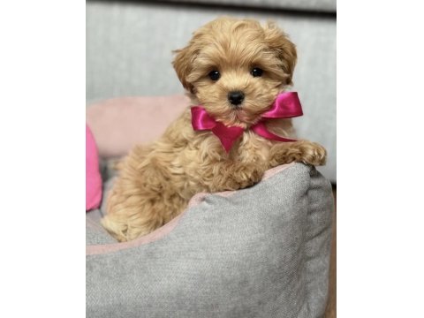 Büyümeyen Maltipoo Bebekler