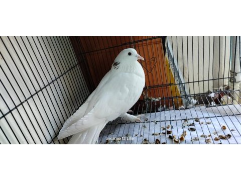 Satılık Her Çeşit Güvercinler Yavru Yumurta Muayer