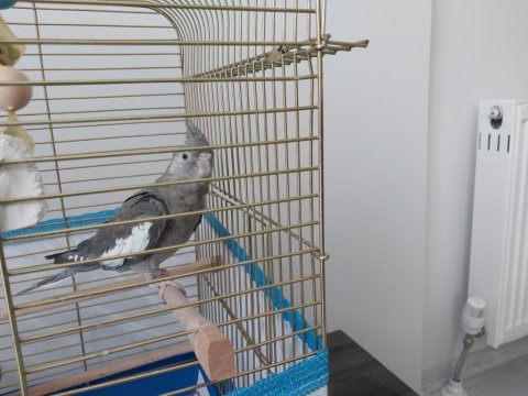 Sultan Papağanı 7 Aylık