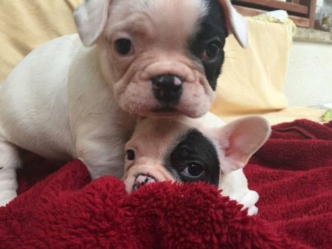 Safkan Maskeli Fransız Bulldog Yavrular