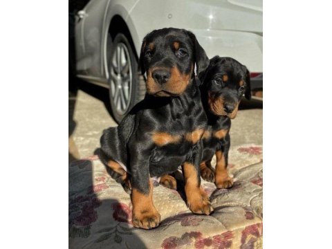 Irk Ve Sağlık Garantili Doberman
