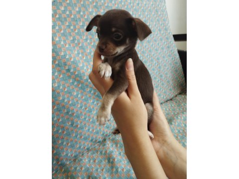 47 Günlük Elma Kafa Chihuahua Yavrular..