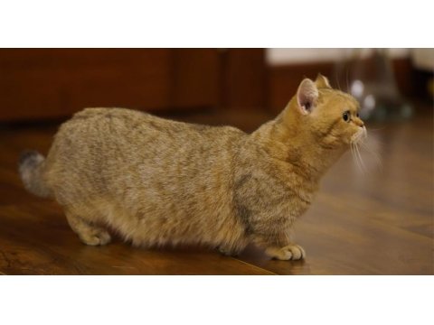 Munchkin Shorthair