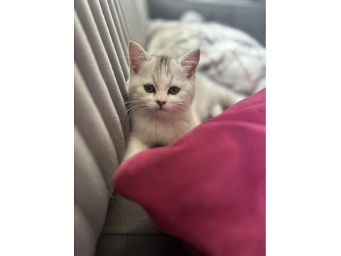 Erkek British Shorthair 2 Aylık