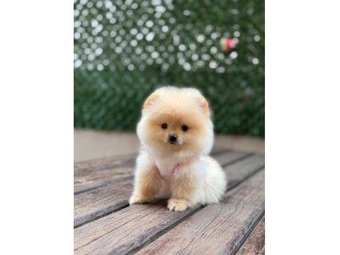 Gülen Yüz Pomeranian Yavrular
