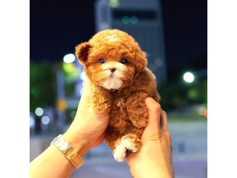 Toy Poodle Yavru (Ücretsiz Değildir)
