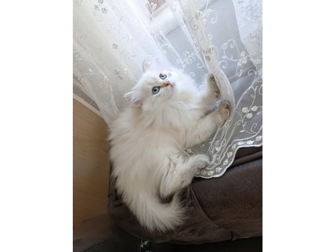 Pamuk Prenses British Longhair
