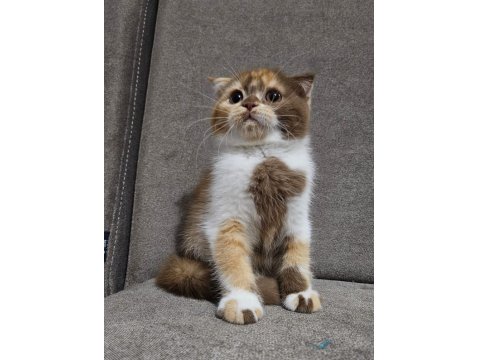 Uygun Koca Kafalı Scottish Fold Yavruları