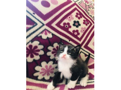 Son 1 Adet Bi Color Kısa Bacak Kedimiz