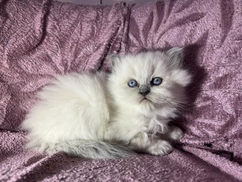 Blue Point British Longhair