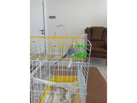 Sevecen Dişi Muhabbet Kuşu