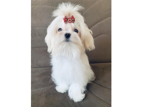 Saf Kore Kanı Maltese