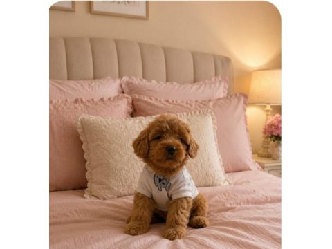 Küçük Şeker Poodle Minikler