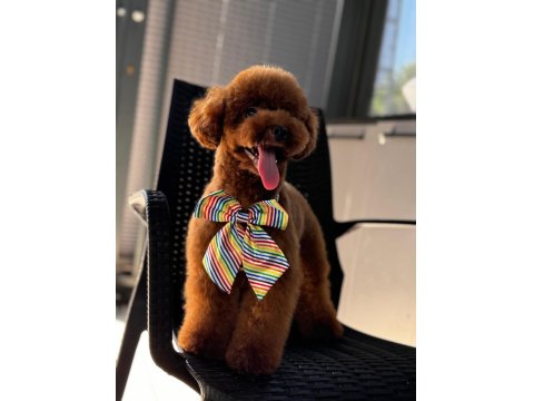 Orjinal Toy Poodle