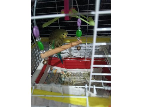 2 Aylık Yeme Düşmüş Yavru Muhabbet Kuşumuz Acil