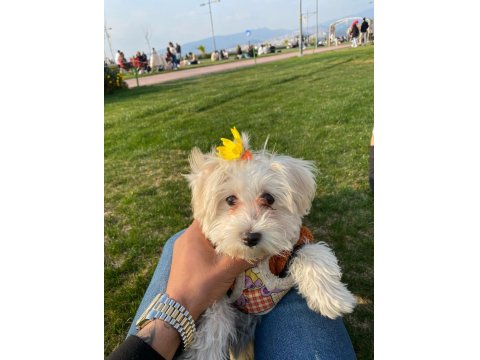 Orjinal Maltese Terrier Yavrular