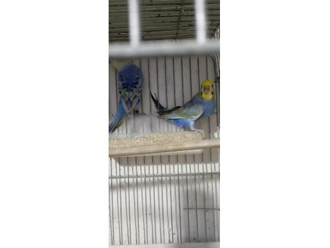 Rainbow Violet Takım Ve Blackface Takım Muhabbet Kuşu