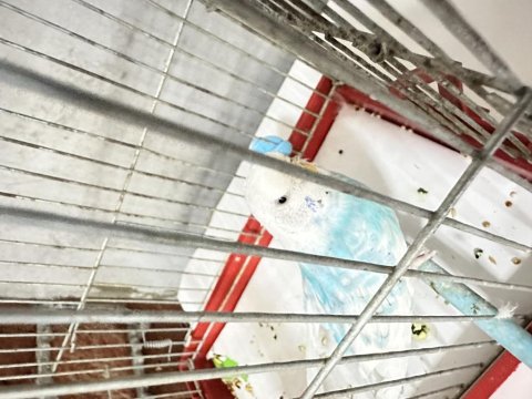 Sahiplendirmek İçin Mavi Sıcakkanlı Muhabbet Kuşu