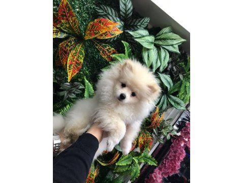 Pomeranian 2.5 Aylık Erkek Yavru
