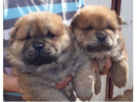 Orjinal Siyah Dilli Çin Aslanı