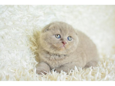 Topaç Kafa Lilac Scottish Fold