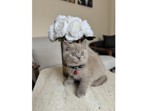 British Shorthair Lilac Yavru