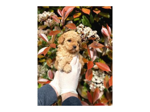 Veteriner Onaylı Poodle Bebekleri