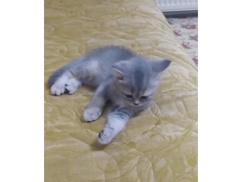 2 Aylık Yavru British Shorthair
