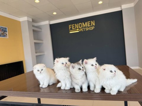 En Güzel Brıtısh Shorthair Yavruları Renk Renk Ankara