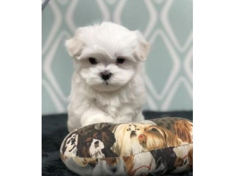 Ev Doğumu Maltese Bebek Köpekler