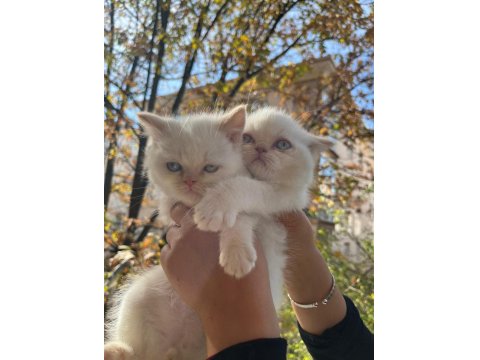 Ankara İçi Ücretsiz Bebek Kediş