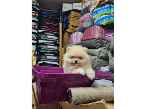 Üst Düzey Pomeranian Boo