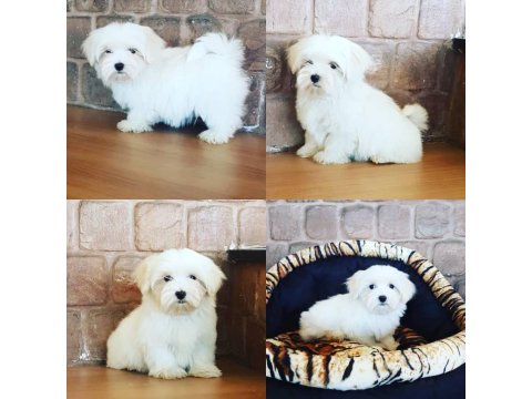 Sevimli Terrier Yavruları