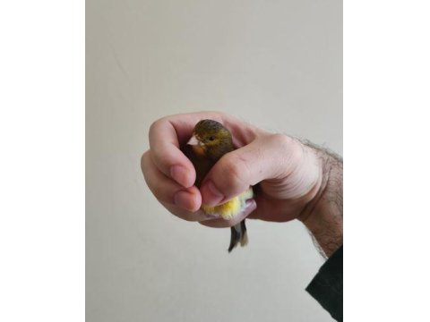 Gümbür Gümbür Öten Fancy Satılık Kanarya