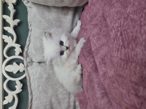 British Longhair Silver Blue Point