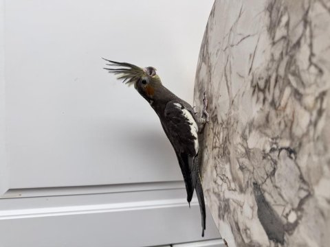 Sultan Papağanlarım