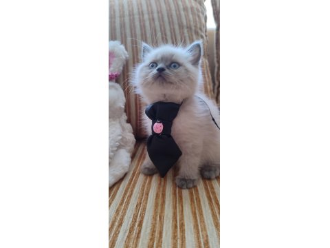 Dişi Blue Point Bebek British Shorthair
