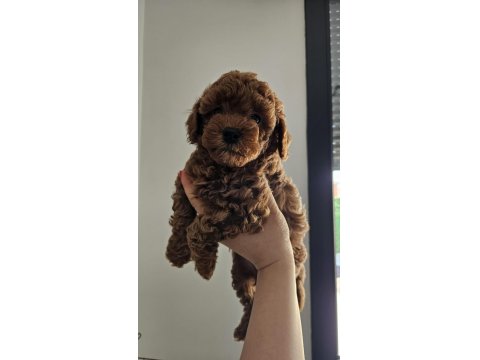 55 Günlük Toy Poodle Yavruları
