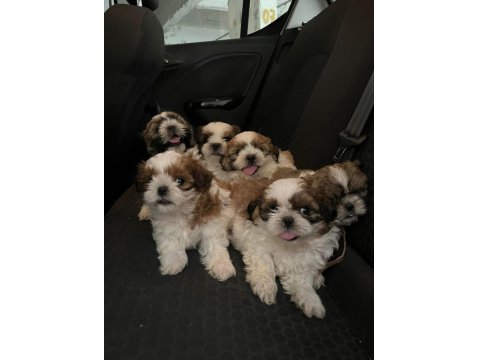 Irk Ve Sağlık Garantili Hypo Mini Shih Tzu Bebekler