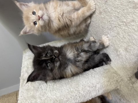 Türkiye'nin Rakipsiz Babasından Maine Coon Yavrular