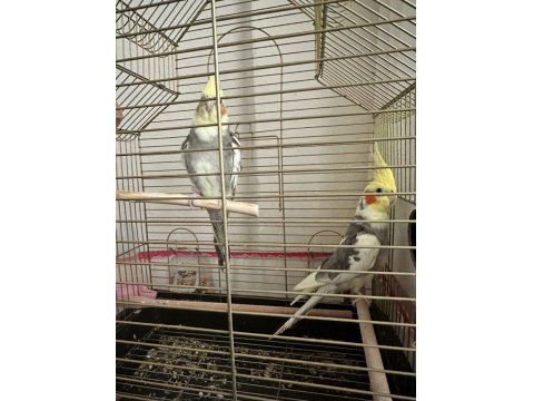 Sultan Papağanı Çiftimiz