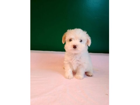 Sıfır Numara Maltese Yavrularımız